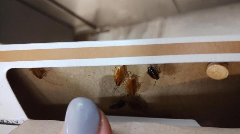 Našli tam brouky. Inspektoři si posvítili na pekárnu v brněnském „Bronxu“